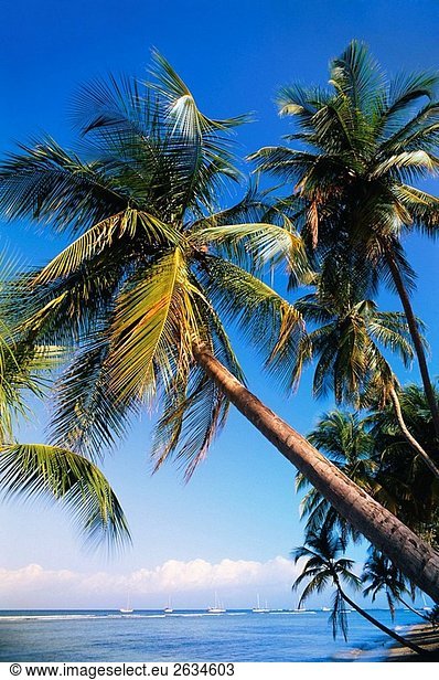 Palmen Pigeon Point Trinidad und Tobago