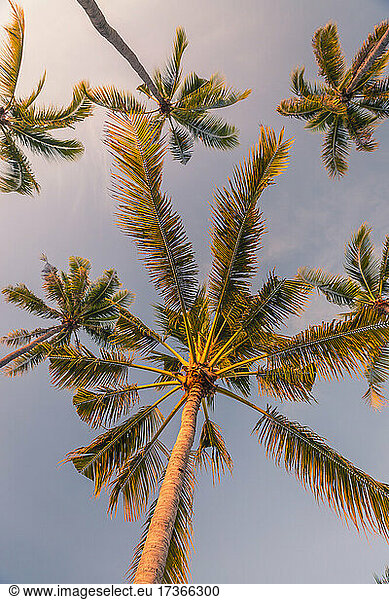 Palmen stehen gegen den Himmel
