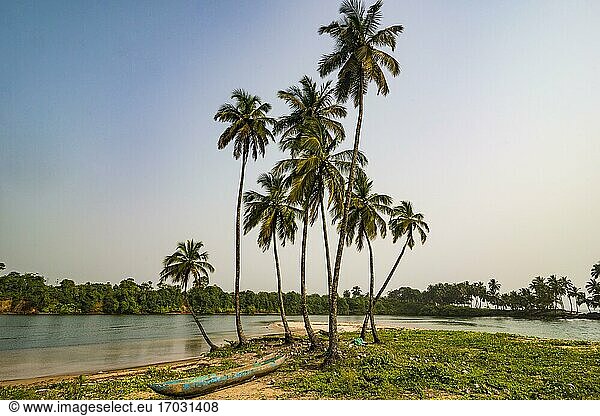 Palmen und Einbaum  Fluss nahe dem Ozean  südlich von Buchanan  Liberia  Afrika
