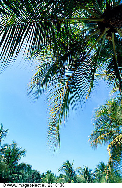 Palmen und einem blauen Himmel.