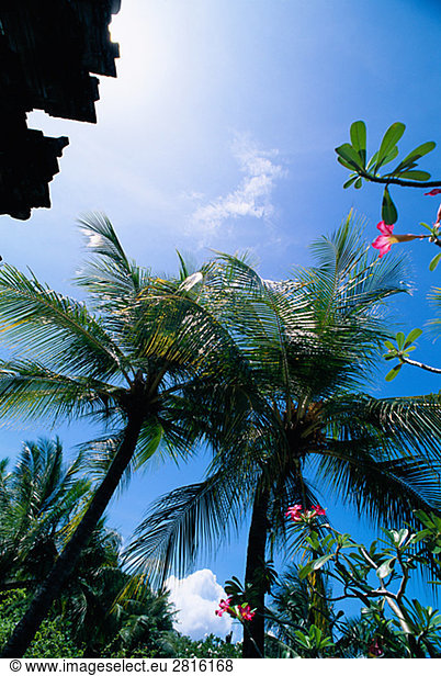 Palmen und einem blauen Himmel.