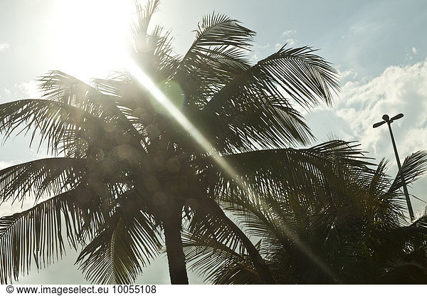 Palmen und Sonnenschein  Rio de Janeiro  Brasilien