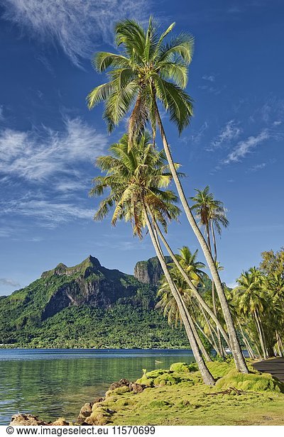 Palmen vor Vulkan Mont Otemanu bei Pofai Bay Bora Bora Gesellschaftsinseln Französisch-Polynesien Ozeanien