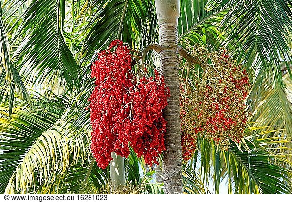 Palmenbaum (Areca catechu)  Asien