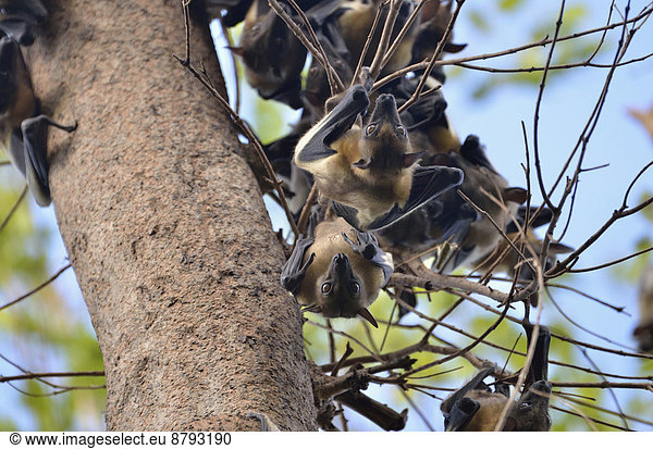 Palmenflughunde (Eidolon helvum)  Kasanka-Nationalpark  Sambia