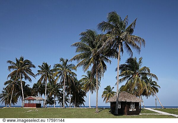 Palmenhaim vor Strand  Haus  hinten Karibisches Meer  Hotel  Bungalowanlage  Maria la Gorda  Provinz Pinar del Rio  Kuba  Karibik  Mittelamerika
