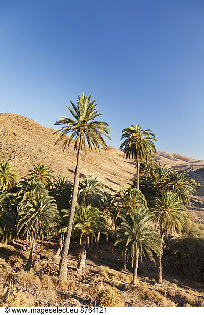 Palmenhain  Landschaft Barranco de la Madre de Agua  bei Ajuy  Fuerteventura  Kanarische Inseln  Spanien