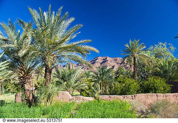 Palmenhain mit Dattelpalmen (Phoenix) und bewirtschafteten Feldern  Djebel Kissane hinten  Agdz  Draa-Tal  Südmarokko  Marokko  Afrika
