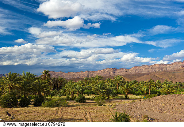 Palmenhain mit Dattelpalmen (Phoenix) und kleinen Feldern vor der Bergkette des Tafelberg Djebel Kissane  Draa-Tal  Südmarokko  Marokko  Afrika