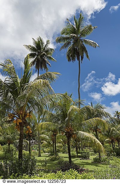 Palmenhain mit orangefarbenen Kokosnüssen in La Digue Seychellen Indischer Ozean Afrika