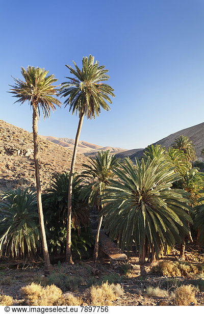 Palmenhain  Palmen in Berglandschaft