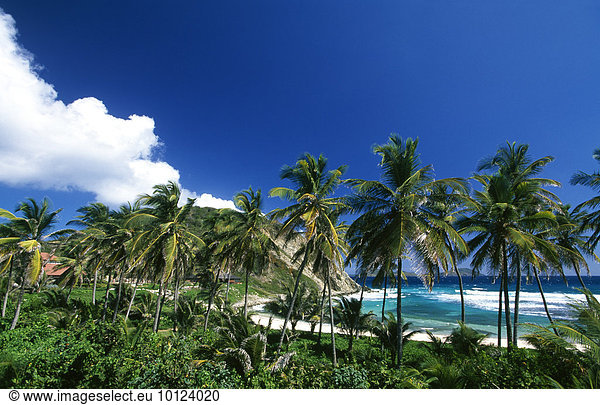 Palmenstrand auf Peter Island  Britische Jungferninseln  Karibik  Nordamerika