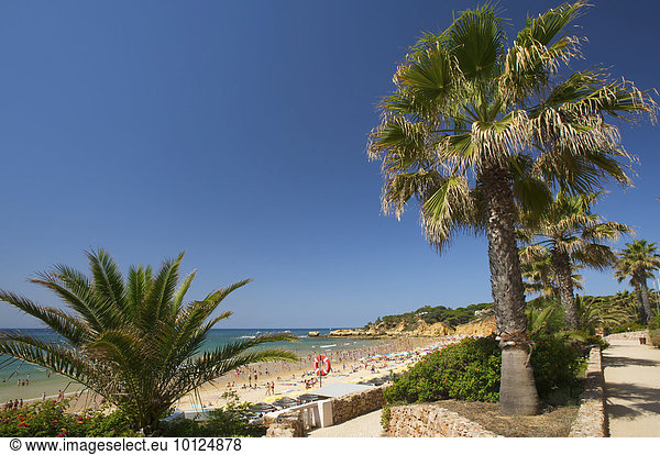 Palmenstrand Santa Eularia  Algarve  Portugal  Europa