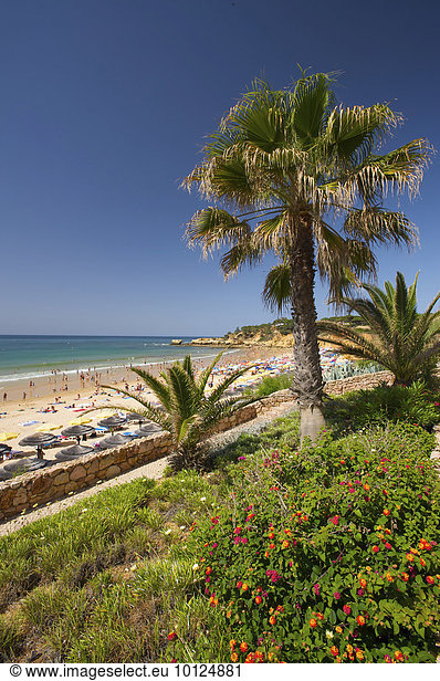 Palmenstrand Santa Eularia  Algarve  Portugal  Europa
