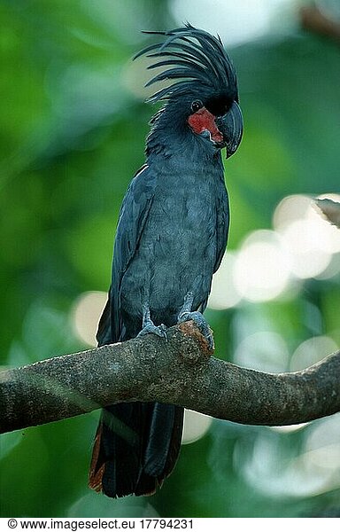 Palmkakadu (Probosciger atterimus)  Arakakadu  Südostasien  Australien  Vogel  Vögel  Papageien  Tiere  außen  draußen  vertikal  sitzen  sitzend  erwachsen  schwarz  Ast  Zweig  Ozeanien