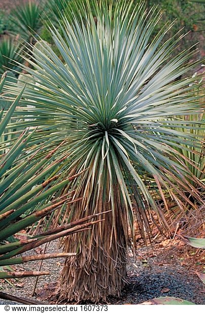 Palmlilie (Yucca Rostrata)