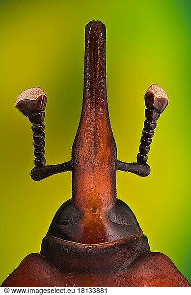 Palmrüssler (Rhynchophorus ferrugineus)  Südostasien