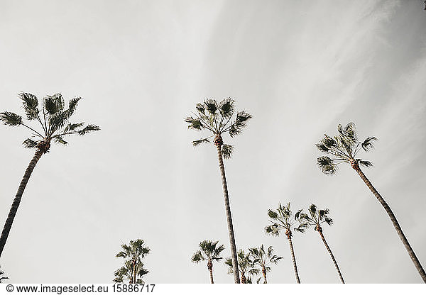 Palms against cloudy sky  Venice Beach  Los Angeles  USA