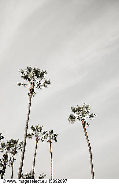 Palms against cloudy sky  Venice Beach  Los Angeles  USA
