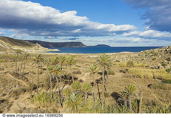 Palms at the beach El Playazo  aerial view  drone shot  Nature Reserve Cabo de Gata-Nijar  Almeria province  Andalusia  Spain  Europe