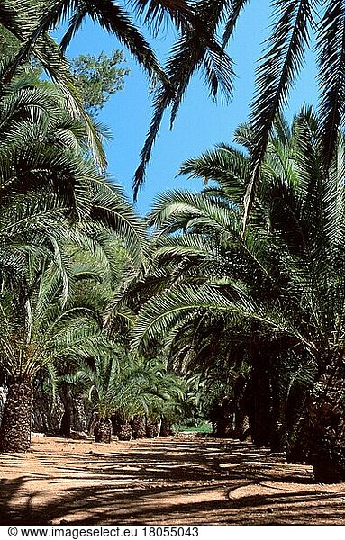 Palms at the Cala en Blanes  Menorca  Balearic Islands  Spain  Palm grove at the Cala en Blanes  Menorca  Balearic Islands  Spain  Europe