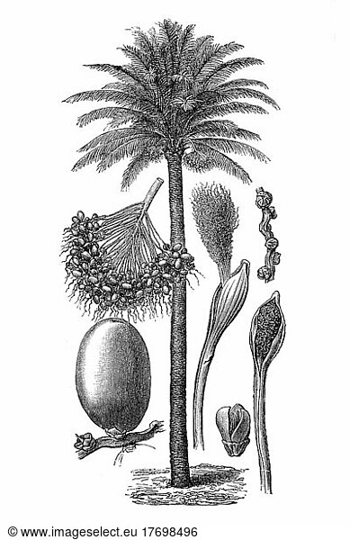 Palms  date palm  with male flower bulb  female flower and fruit  woodcut from 1880  Historic  digitally restored reproduction of an original from the 19th century  exact date unknown