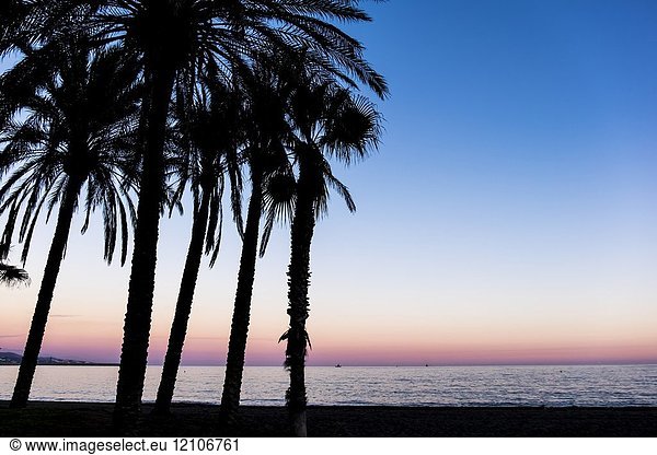 Palmtrees at Malaga beach  Spain  Europe.