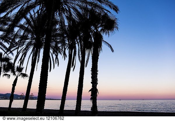 Palmtrees at Malaga beach  Spain  Europe.