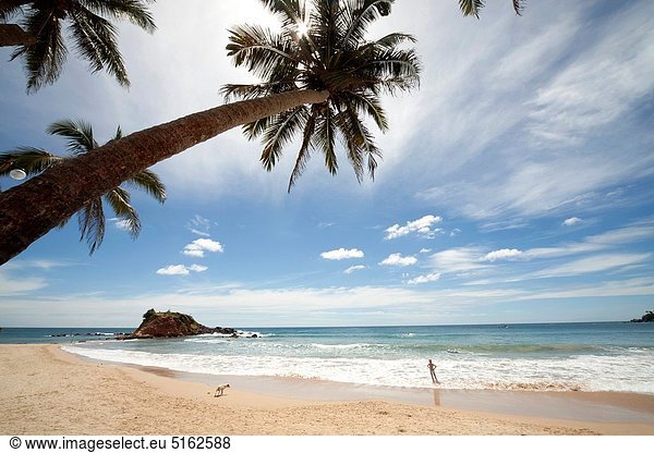 palmtrees at the dream beach in Mirissa  Sri Lanka