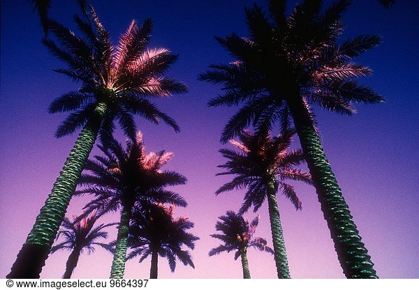 Palmtrees  Beverly Hills  California  USA.