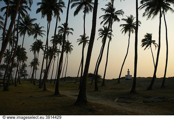 Palmtrees  Goa  India  Asia