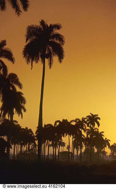 Palmtrees in the morning light  Cuba