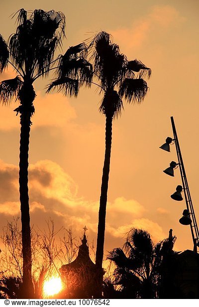 Palmtrees in the sunset. Maremagnum area  Port Vell  Barcelona  Catalonia  Spain