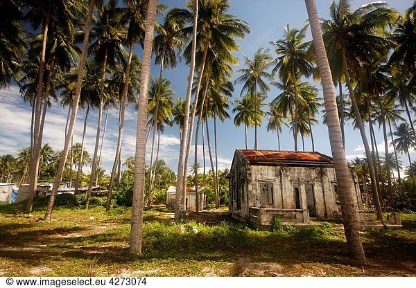 Palmtrees in the village of Muine  coast of Vietnam