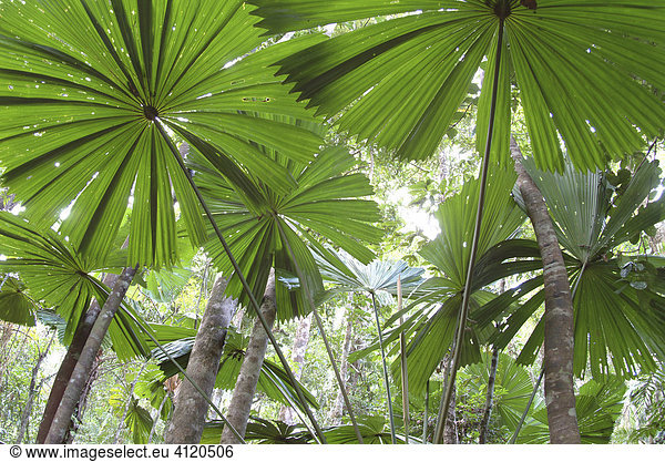 Palmtrees (Licuala ramsayi)  Cape Tribulation  Queensland  Australia