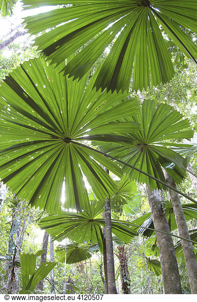 Palmtrees (Licuala ramsayi)  Cape Tribulation  Queensland  Australia