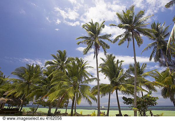 Palmtrees near the Ocean  Philippines.