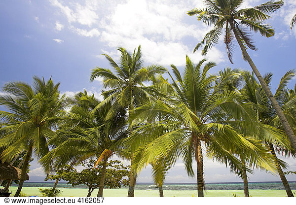 Palmtrees near the Ocean  Philippines.