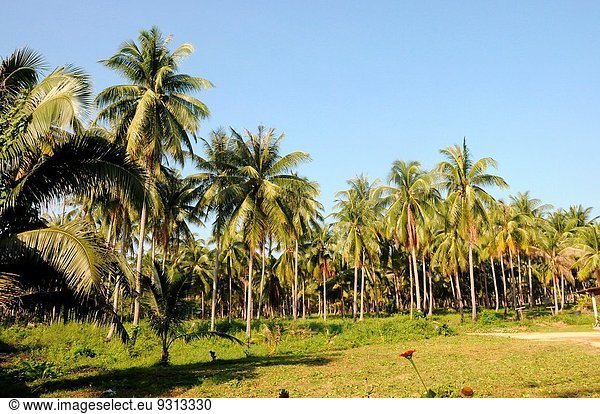 Palmtrees on Ko Samui