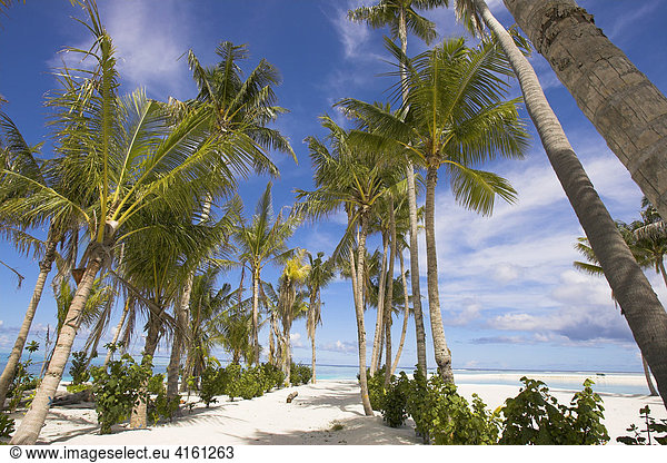 Palmtrees on the Maldives