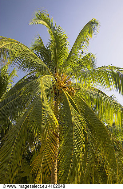 Palmtrees with Cocosnuts.