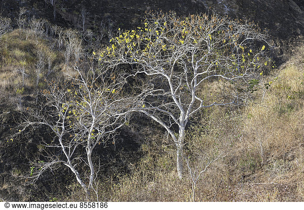 Palo Santo-Baum (Bursera graveolens) Isla de San Cristobal Galapagosinseln Ecuador
