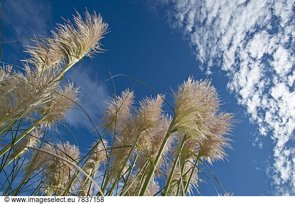 Pampasgras (Cortaderia selloana) gegen blauen Himmel mit Wolken