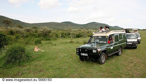 Pampashase  Dolichotis patagonum  Nationalpark  beobachten  Erde  Tourist  Spiel  1  nähern  Freundlichkeit  Sperre  reservieren  Serengeti Nationalpark  Kenia  Tansania  Wildtier
