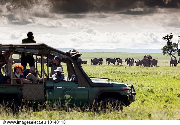Pampashase Dolichotis patagonum Nationalpark Elefant Masai Tourismus