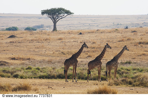 Pampashase  Dolichotis patagonum  stehend  Landschaft  3  Giraffe  Giraffa camelopardalis  Naturschutzgebiet  Masai