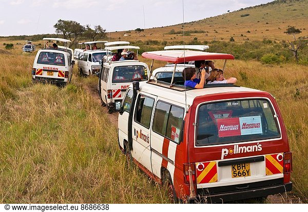 Pampashase Dolichotis patagonum Tourist Safari Geländewagen Kenia Masai