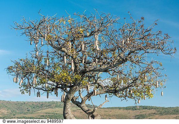 Pampashase Dolichotis patagonum Wurst Baum Masai