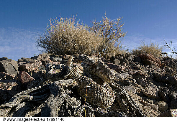 Panamint Rattlesnake Death Valley NP Panamint Range USA