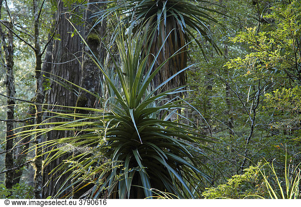 Pandanusbaum Richea Pandanifolia im Regenwald am Overland Track Cradle Mountain Lake St Clair Nationalpark Tasmanien Australien